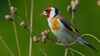 Bird sounds &ndash; European goldfinch (Carduelis carduelis)