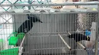 Funny & Amazing Hill Myna Bird Talking | Best Bird ASMR 