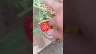শুভ দুপুর বন্ধুর আজকের 🌼💗⚘️🙏🙏⚘️💗