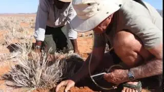 The mystery of Namibia's desert fairy rings