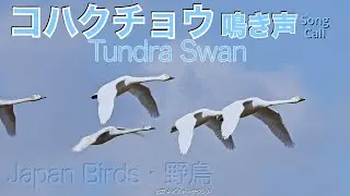 しゃがれたトランペット吹き　コハクチョウ鳴き声 / Tundra Swan / Cygnus columbianus