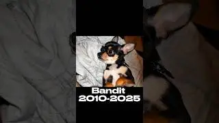 My pet chihuahua Passed away #grief #lossofpet #chihuahua #dogs
