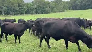 Auctions Plus: 28x28 Cows & Calves | Qld Rural