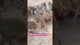 Wild Monkeys Hunting Skills 🔥🔥#shorts #monkey #hunting #bandar #animals #hanuman #viral