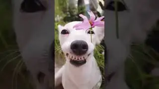 Hilarious dog with flower in mouth #hilarious #dog #dogsofyoutube