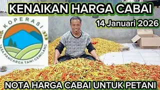 Nota  harga cabai untuk petani mulai naik lagi@Sariftanichannel6685