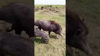 sukor beautiful animals video #shorts