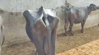 Buffalo's Last Moments