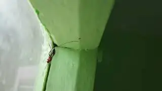 #Parasito&iuml;de #Parasitoid #pasożytniczy #寄生蜂 #परजीवी #
