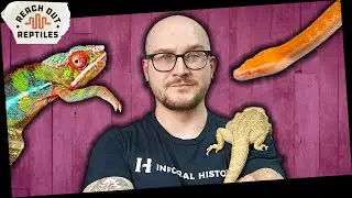 5 Things I Learned About Reach Out Reptiles