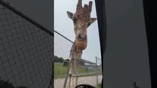Funny Giraffe at drive thru African safari in Ohio