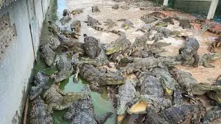 WOW!!! Crocodile Walking 😱