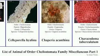 List of Animal of Order Cheilostomata Family Miscellaneous Part 1 calyptotheca celleporaria major