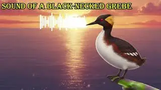 SOUND OF A BLACK NECKED GREBE 🔊 What does a black necked grebe sound