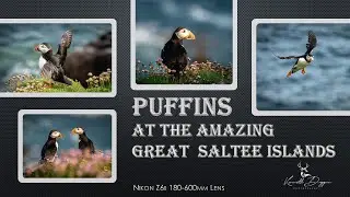 Irish Wildlife and Nature. Puffins in the Golden hour ,Amazing, Great Saltee Islands. Nikon Z6ii