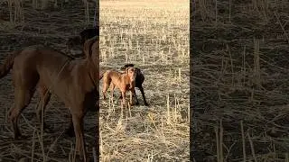les entra&icirc;nements des chiens avant la chasse #hunting #الصيد_البري #labrador #nature