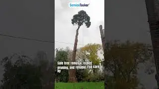 ⚠️ Dangerous Tree? Watch This Professional Removal 🌳#arborist #treecutting #shorts #diy