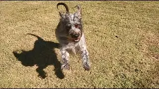 Bentley playing - Paws To Train Your Dog - Phoenix Dog Trainer