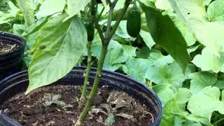 Red corn silk road garden tour harvest Part 2