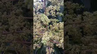 Mango flower