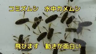 水生カメム シコミズムシ〈小水虫〉マツモムシに似ている 水生昆虫面白い動きですsubstriata Uhler　Notonecta triguttata