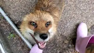 Finnegan Fox is a wet fox