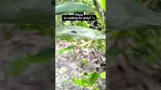 Паника&hellip; или ожидание добычи? 🐜 #шорты
