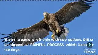 Story of Eagles  #kidsstories #earlyreaders #learning #lifelesson#readerforchildren