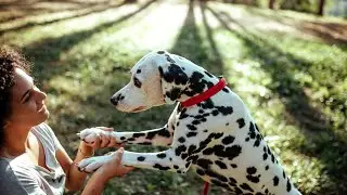 Exploring the Water with a Dalmatian: Fun Activities and Safety Tips