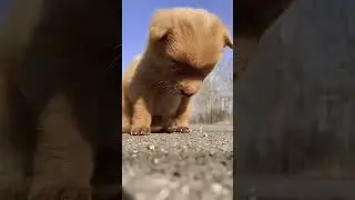 #love  bhojpuri#cuteanimalsong