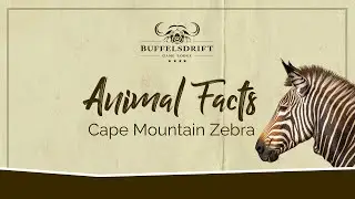 Endangered Species Day | 2024 |  Cape Mountain Zebra