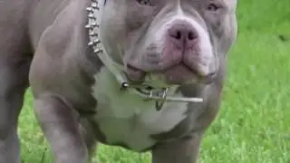 He's Baaccckkk.. Introducing 2017 BULLY KING Mascot VENOM