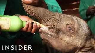 See Inside A Baby Elephant Orphanage That Save African Elephants