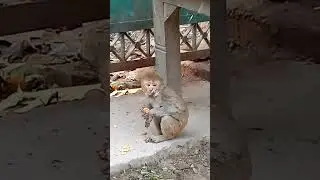 Orphan Monkey #viral #fun #adventure #bachpan #anatha #ma mujhe apne anchal me chupa le #animals #ma