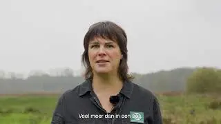 Explainer: waarom we soms bomen kappen