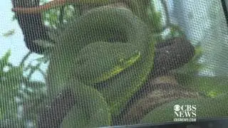 Exotic snake owner found dead with bite marks