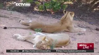Raising awareness about the importance of wildlife conservation