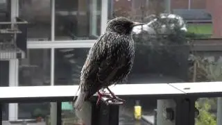 Vroege Vogels - Imiterende spreeuw