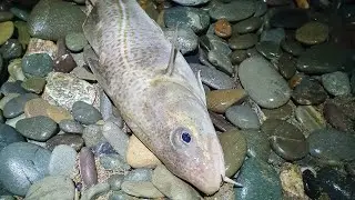 Beach fishing for cod in winter