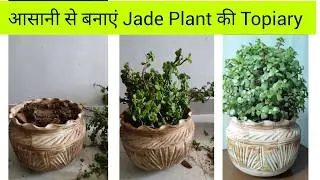 आसानी से बनाएं Jade Plant की Topiary #jade #jadeplant #miniature #plant #jadeplantcaretips