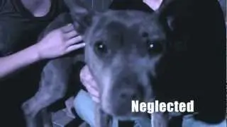 STARVING PIT BULL RESCUE - JUNE 9th 2012