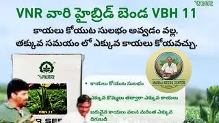 VNR VBH11 okra// #vnreport #vnreview #VNRseeds #viral #farming #okra #jivora  Contact 9618364106