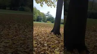 Autumn in UK #autumncolors #fallcolors #uk #shortvideo #shortsfeed #short #viralvideo#trending#viral