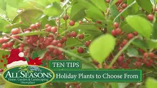 Holiday Plants