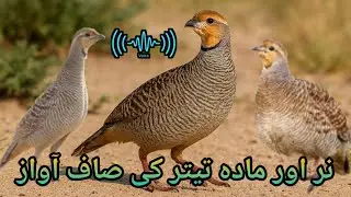 Desi Teetar Ki Awaz | Gora Teetar Ki Awaz | Partridge Voice | Grey Francolin Sound | Female Sound 