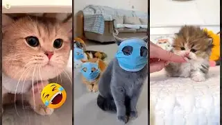 Cat Lover ❤️ #fyp 🐱 #babycats #6935