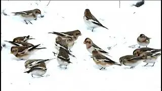 Plectrophane des neiges - Snow Bunting - Plectrophenax nivalis