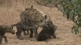 fighting hyena pups.mov