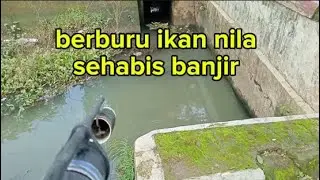 BERBURU IKAN NILA HABIS BANJIR