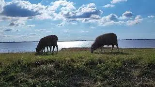 Красоты города Gl&uuml;ckstadt на реке Эльба, как пасутся овечки в Германии